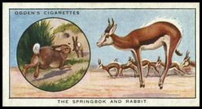 26 Springbok and Rabbit